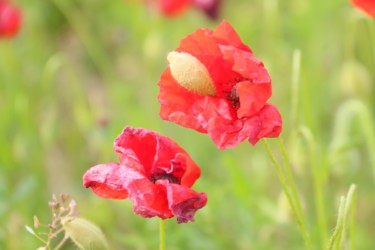 Photographie intitulée "Les coquelicots" par Christelle Prieur, Œuvre d'art originale, Photographie numérique
