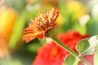 Photographie intitulée "La fleur orange" par Christelle Prieur, Œuvre d'art originale, Photographie numérique