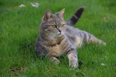 Photographie intitulée "Le chat dans l'herbe" par Christelle Prieur, Œuvre d'art originale, Photographie numérique