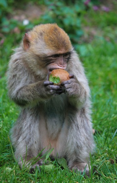 Photographie intitulée "Le singe au kiwi" par Christelle Prieur, Œuvre d'art originale, Photographie numérique