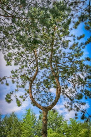 Photographie intitulée "L'arbre Lyre" par Christelle Prieur, Œuvre d'art originale, Photographie numérique