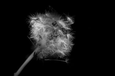 Photographie intitulée "Pissenlit sur fond…" par Christelle Prieur, Œuvre d'art originale, Photographie numérique