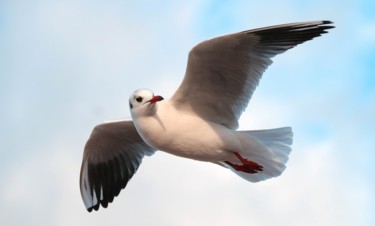 Photographie intitulée "La mouette en vol" par Christelle Prieur, Œuvre d'art originale, Photographie numérique