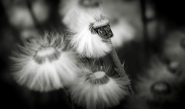 Photographie intitulée "Le chignon" par Christelle Prieur, Œuvre d'art originale, Photographie numérique