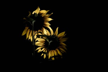 Photographie intitulée "Les tournesols amou…" par Christelle Prieur, Œuvre d'art originale, Photographie numérique
