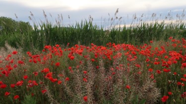 Wild poppies, photography Photographie intitulée "Wild poppies, photo…" par Liza Peninon, Œuvre d'art originale, Photographie non manipulée