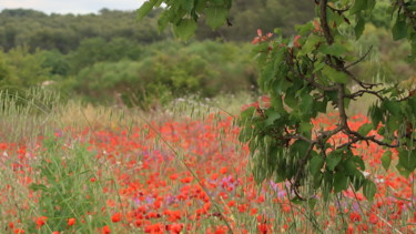 Φωτογραφία με τίτλο "No sun but red popp…" από Liza Peninon, Αυθεντικά έργα τέχνης, Μη χειραγωγημένη φωτογραφία