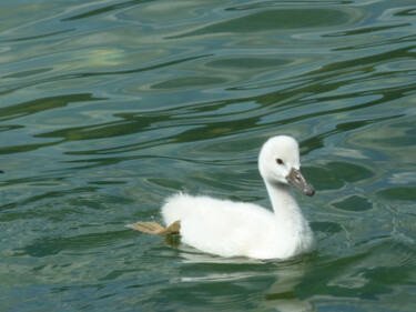 Photography titled "Bébé cygne" by Camille R., Original Artwork, Non Manipulated Photography