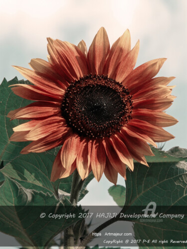 Warm filter edition on orange sunflower Photography titled "Warm filter edition…" by Cédric Hajiji, Original Artwork, Digital Photography
