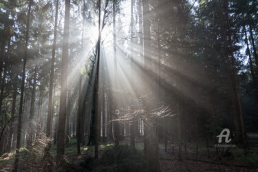 Rays of light in the forest 1 Photography titled "Rays of light in th…" by Adriana Mueller, Original Artwork, Digital Photography