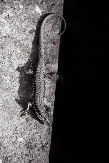 Photographie intitulée "Le lézard" par Christelle Prieur, Œuvre d'art originale, Photographie numérique