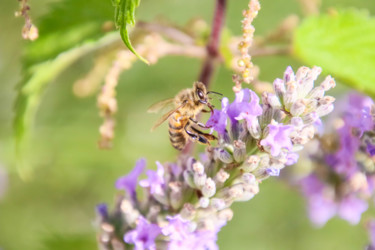 Photographie intitulée "Abeille et lavande" par Christelle Prieur, Œuvre d'art originale, Photographie numérique