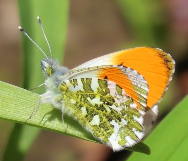 摄影 标题为“Orange tip, male. L…” 由Mies De Graaf, 原创艺术品, 非操纵摄影