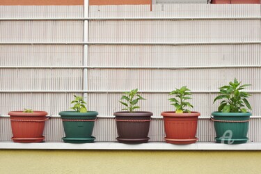 Fotografia zatytułowany „5 stages of growing…” autorstwa Alen Gurovic, Oryginalna praca, Fotografia nie manipulowana