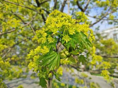 Photography titled "Flowering branch of…" by Art$Art, Original Artwork, Digital Photography