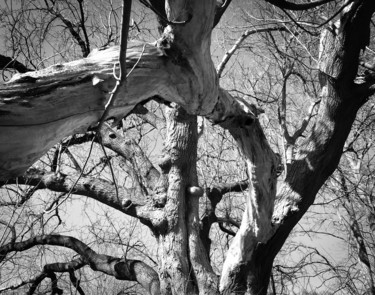 Photography titled "Respect Your Elders" by Gwendolyn Roth, Original Artwork, Digital Photography