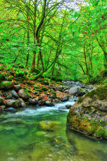 Photography titled "Beautiful forest" by Reza Fardinfar, Original Artwork, Digital Photography