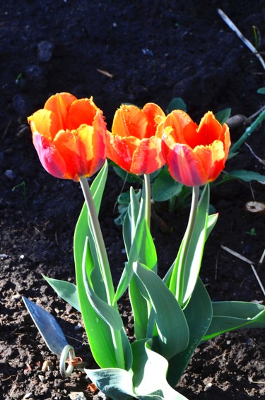 Photography titled "Trois soeurs" by Jean-Guy Alarie, Original Artwork, Non Manipulated Photography