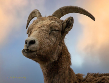 摄影 标题为“female bighorn givi…” 由Joe Pate, 原创艺术品, 数码摄影