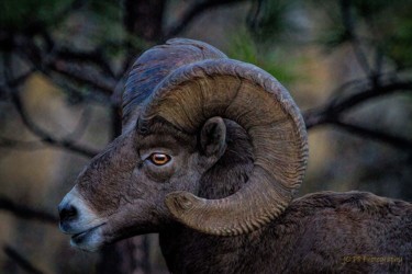 摄影 标题为“big horn ram” 由Joe Pate, 原创艺术品, 数码摄影