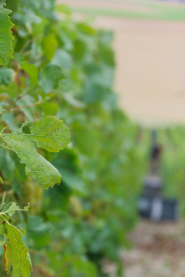 Photographie intitulée "Vendanges au loin" par Christelle Prieur, Œuvre d'art originale, Photographie numérique