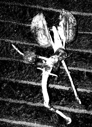 Photographie intitulée "Embryogénèse" par Yog-Sothoth, Œuvre d'art originale, Photographie numérique