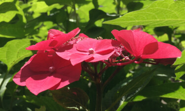 제목이 "Douces fleurs"인 사진 Camille R.로, 원작, 조작되지 않은 사진