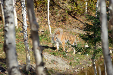 UN TIGRE EN LIBERTÉ