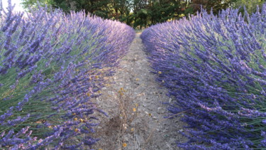 Path among lavender fields, photography Photographie intitulée "Path among lavender…" par Liza Peninon, Œuvre d'art originale, Photographie non manipulée