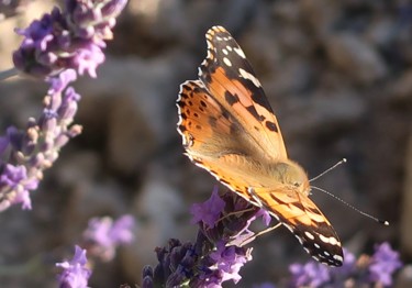제목이 "Butterfly in lavend…"인 사진 Liza Peninon로, 원작, 조작되지 않은 사진