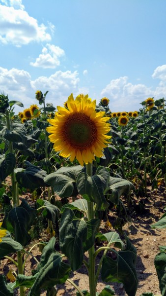 "Ayçiçeği 🌻" başlıklı Fotoğraf Esma Dinçer tarafından, Orijinal sanat, Fotoşopsuz fotoğraf