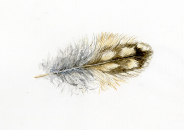 绘画 标题为“Short eared owl fea…” 由Una Hurst, 原创艺术品, 水彩
