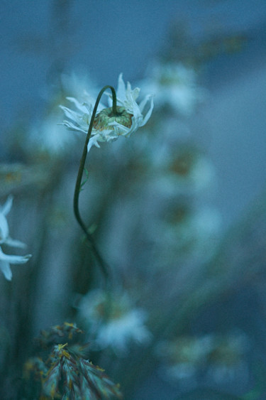 Photographie intitulée "Oubli 4" par Ekaterina Bokova, Œuvre d'art originale, Photographie numérique