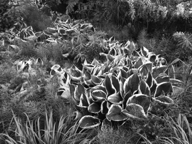 제목이 "Belles plantes"인 사진 Camille R.로, 원작, 조작되지 않은 사진