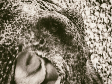 Photography titled "Wet octopus RETRO g…" by Cédric Hajiji, Original Artwork, Digital Photography