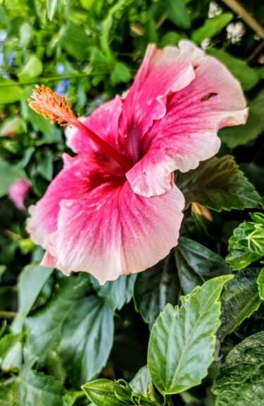Photographie intitulée "l'Hibiscus Rose" par Patrice Le Gall, Œuvre d'art originale, Photographie non manipulée