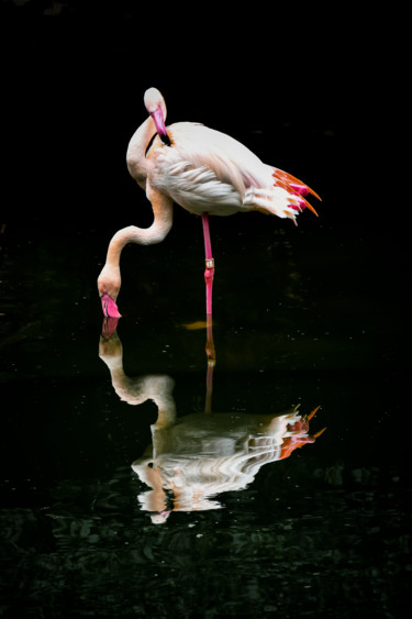 摄影 标题为“Flamingo” 由Sergio Capuzzimati, 原创艺术品, 数码摄影