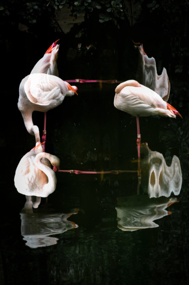 摄影 标题为“Flamingos” 由Sergio Capuzzimati, 原创艺术品, 数码摄影