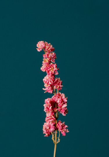 "Pink Dried Flower (…" başlıklı Fotoğraf Michel Meppelink tarafından, Orijinal sanat, Dijital Fotoğrafçılık
