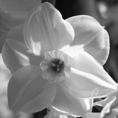 Photographie intitulée "White narciss purity" par Cédric Hajiji, Œuvre d'art originale, Photographie numérique