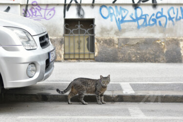 摄影 标题为“Cat in Zagreb” 由Alen Gurovic, 原创艺术品, 非操纵摄影