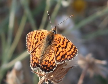 Wild Butterfly, photography Photographie intitulée "Wild Butterfly, pho…" par Liza Peninon, Œuvre d'art originale, Photographie non manipulée