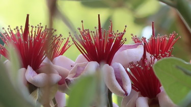 Finally blooming, photography Photographie intitulée "Finally blooming, p…" par Liza Peninon, Œuvre d'art originale, Photographie non manipulée
