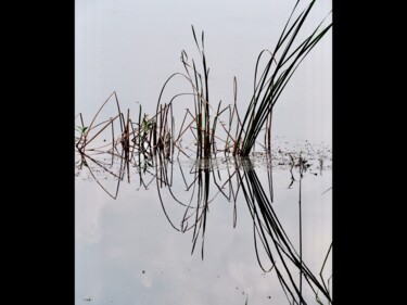 Photographie intitulée "Écriture végétale 1" par Michel Paulin, Œuvre d'art originale, Photographie numérique