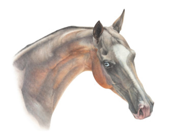 图画 标题为“Blue eyed Akhal-Teke” 由Irynahorseart, 原创艺术品, 铅笔