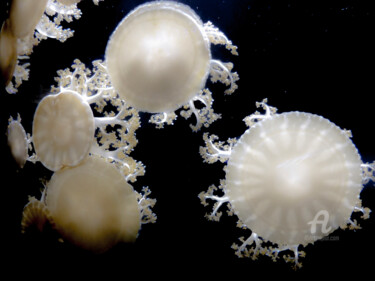 Photography titled "Jellyfish #2" by Hélène Tourbine, Original Artwork, Digital Photography