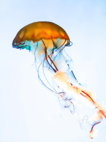 Photography titled "Jellyfish #4" by Hélène Tourbine, Original Artwork, Digital Photography