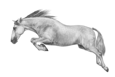 图画 标题为“Jumping Andalusian” 由Irynahorseart, 原创艺术品, 铅笔