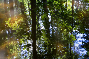 Photography titled "Summer reflection i…" by Adriana Mueller, Original Artwork, Digital Photography