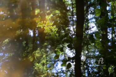 Photography titled "Summer reflection i…" by Adriana Mueller, Original Artwork, Digital Photography